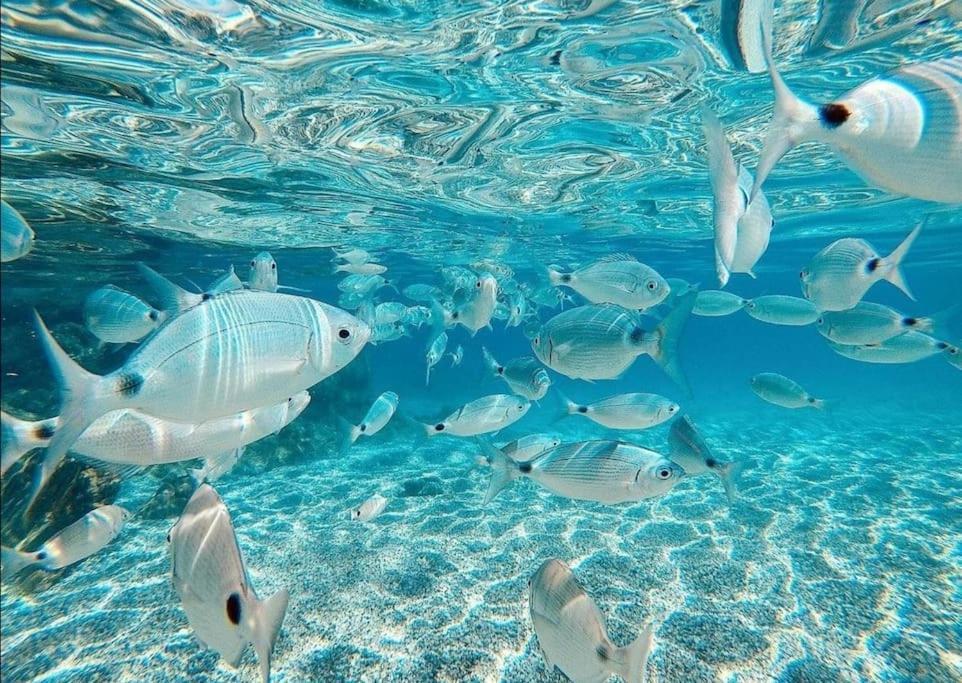 Apartament El Playaiso De Aguamarga Agua Amarga  Zewnętrze zdjęcie